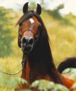 Obrazek