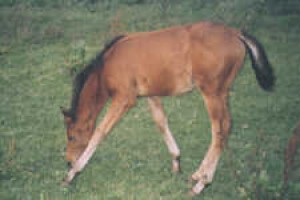 Obrazek