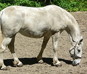 Obrazek