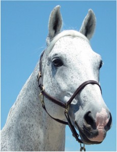 Obrazek