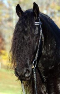 Obrazek